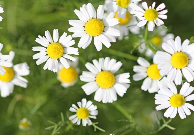 Chamomile - Image 3
