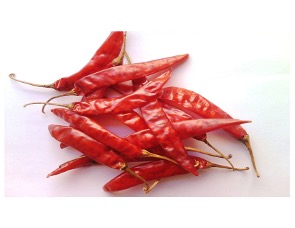 Chilli - Image 2