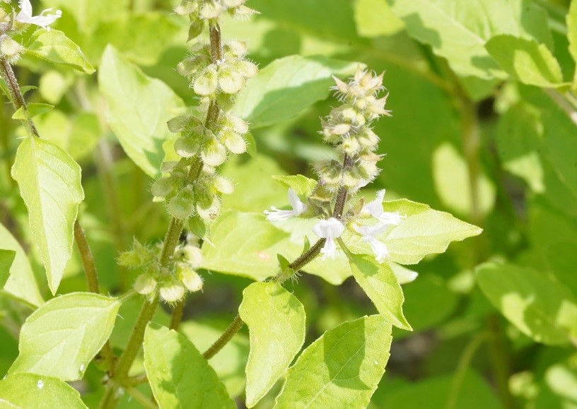 Africa Basil - Image 2
