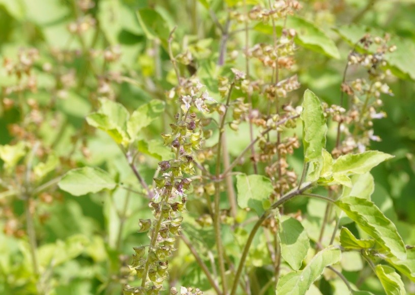 Africa Basil - Image 3