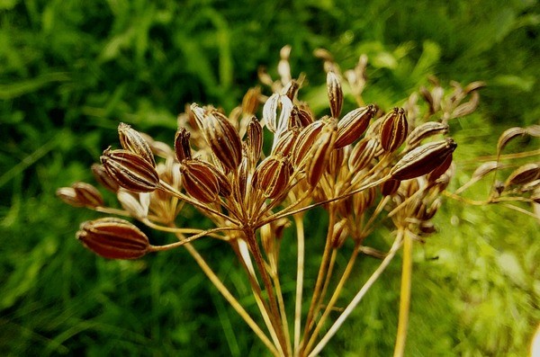 Caraway Seeds - Image 3
