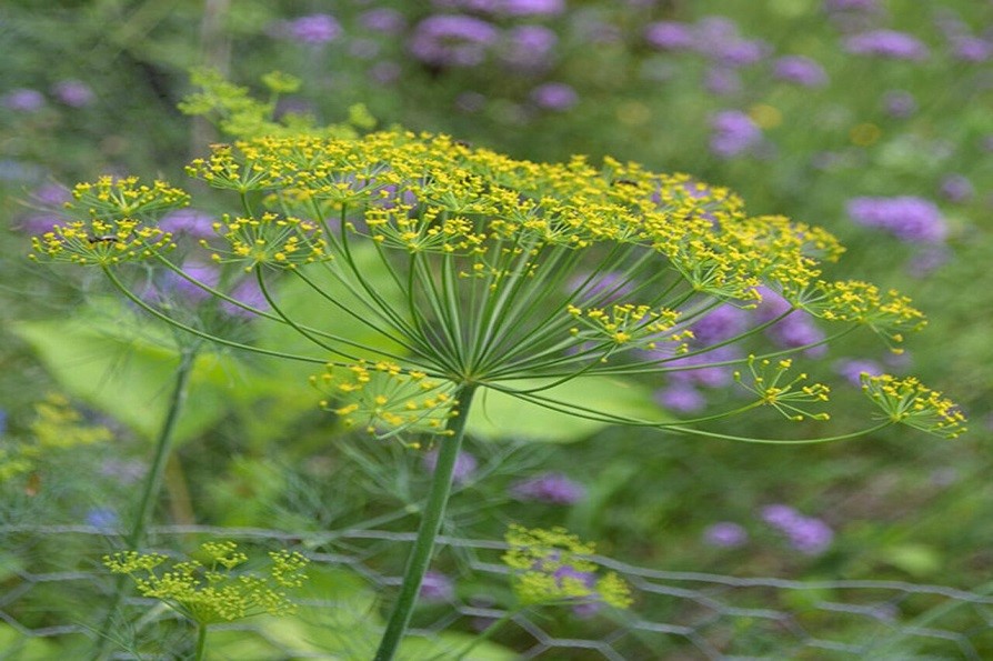 Dill Seeds - Image 4