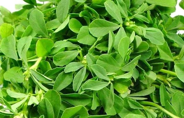 Fenugreek Seeds - Image 2
