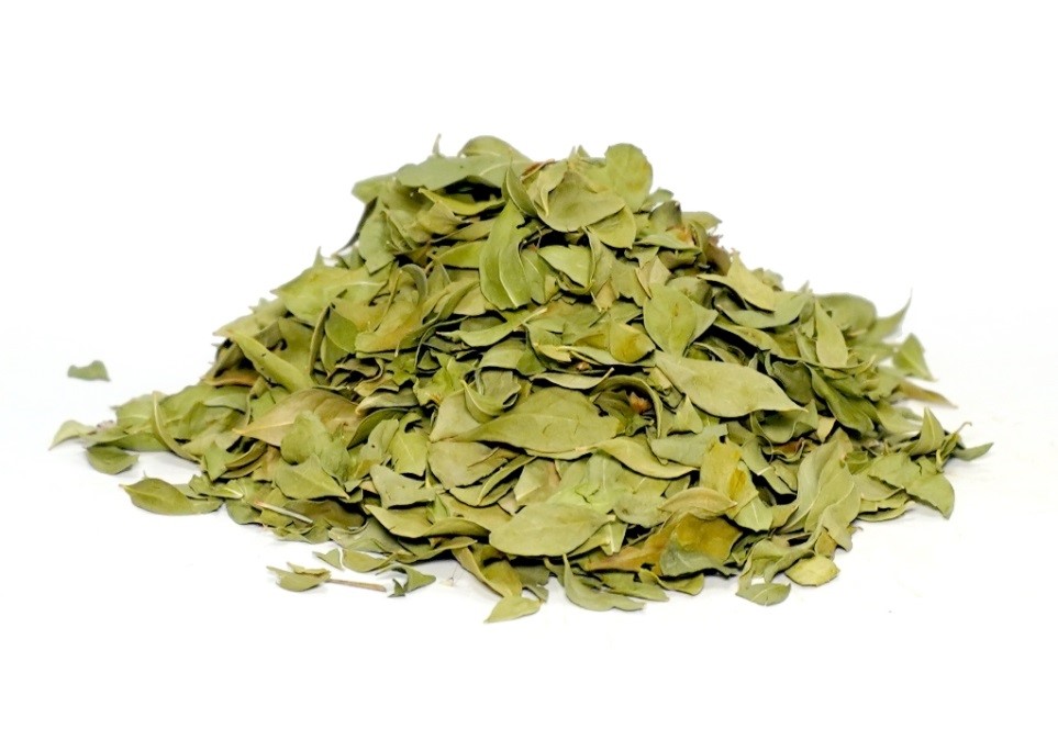 Henna (Egyptian Privet)