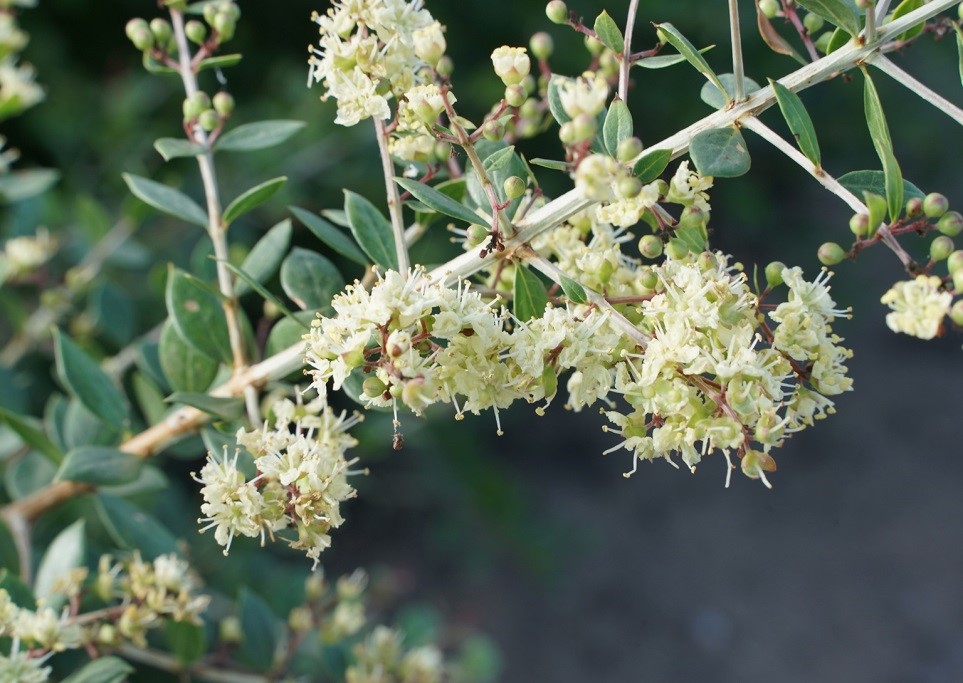 Henna (Egyptian Privet) - Image 2