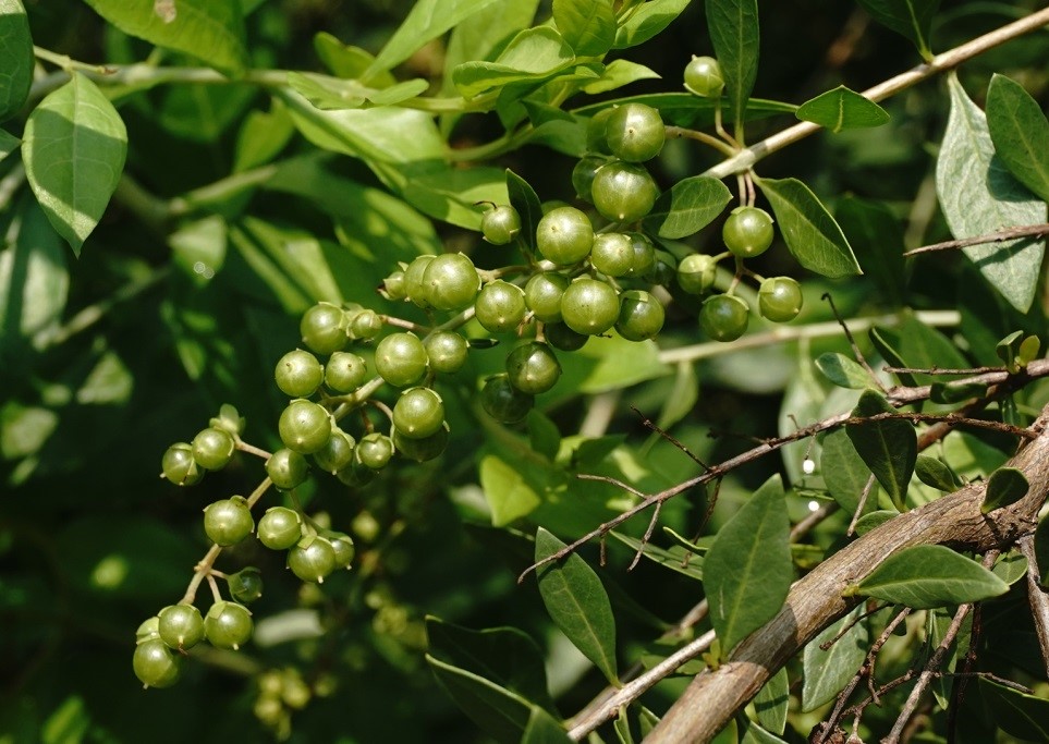 Henna (Egyptian Privet) - Image 3