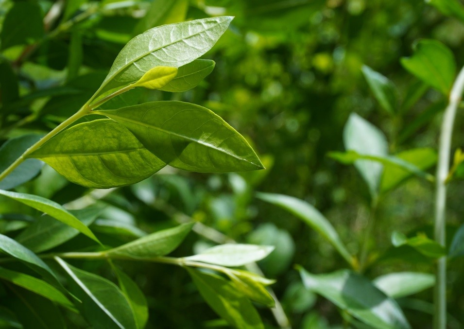 Henna (Egyptian Privet) - Image 4