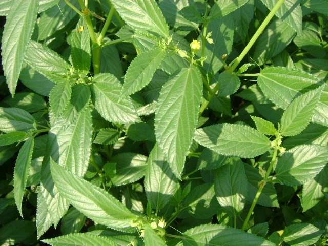 Jew’s Mallow - Image 2