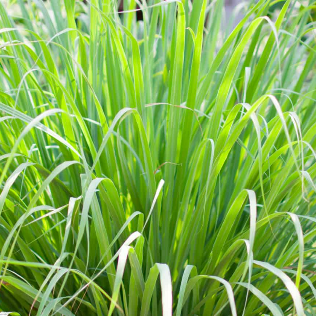 Lemon Grass - Image 3
