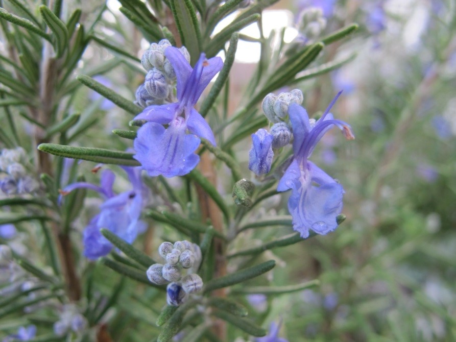 Rosemary leaves