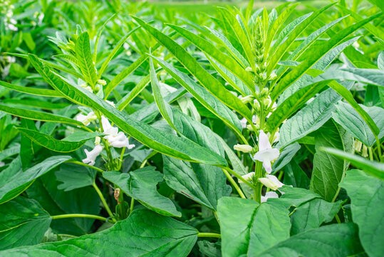 Sesame Seeds - Image 2